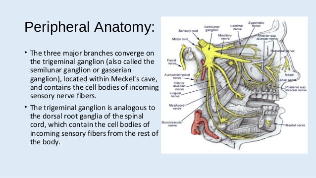 Updated trigeminal neu...