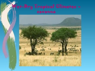 Wet-Dry Tropical Climates –
         savanna
 