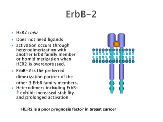 Errb 2 Update on HER2 testing | PPTX