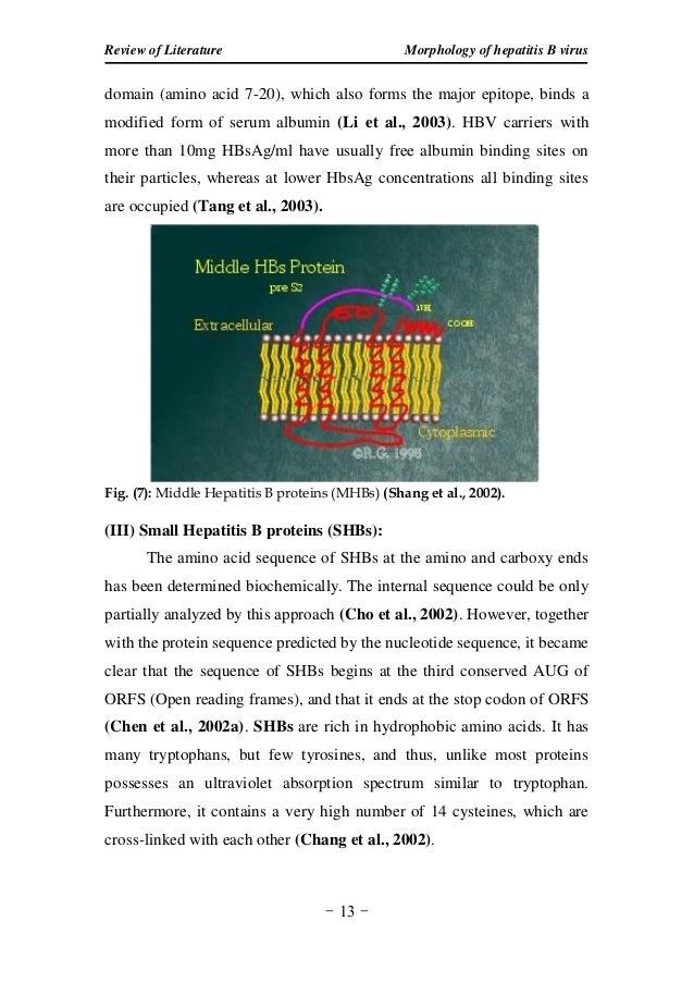 literature review on hepatitis b virus literature review on hepatitis b virus