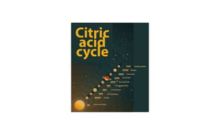 Citric
acid
cycle
Citrate
Citric acid Cycle
Cis-Aconitase
D-Isocitrate
A-ketoglutarate
Succinyl-CoA
Succinate
Fumarate
Malate
Oxaloacetatev
 