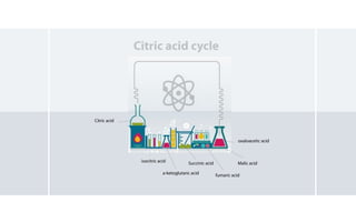 Citric acid
isocitric acid
a-ketoglutaric acid
Succinic acid
fumaric acid
Malic acid
oxaloacetic acid
Citric acid cycle
 
