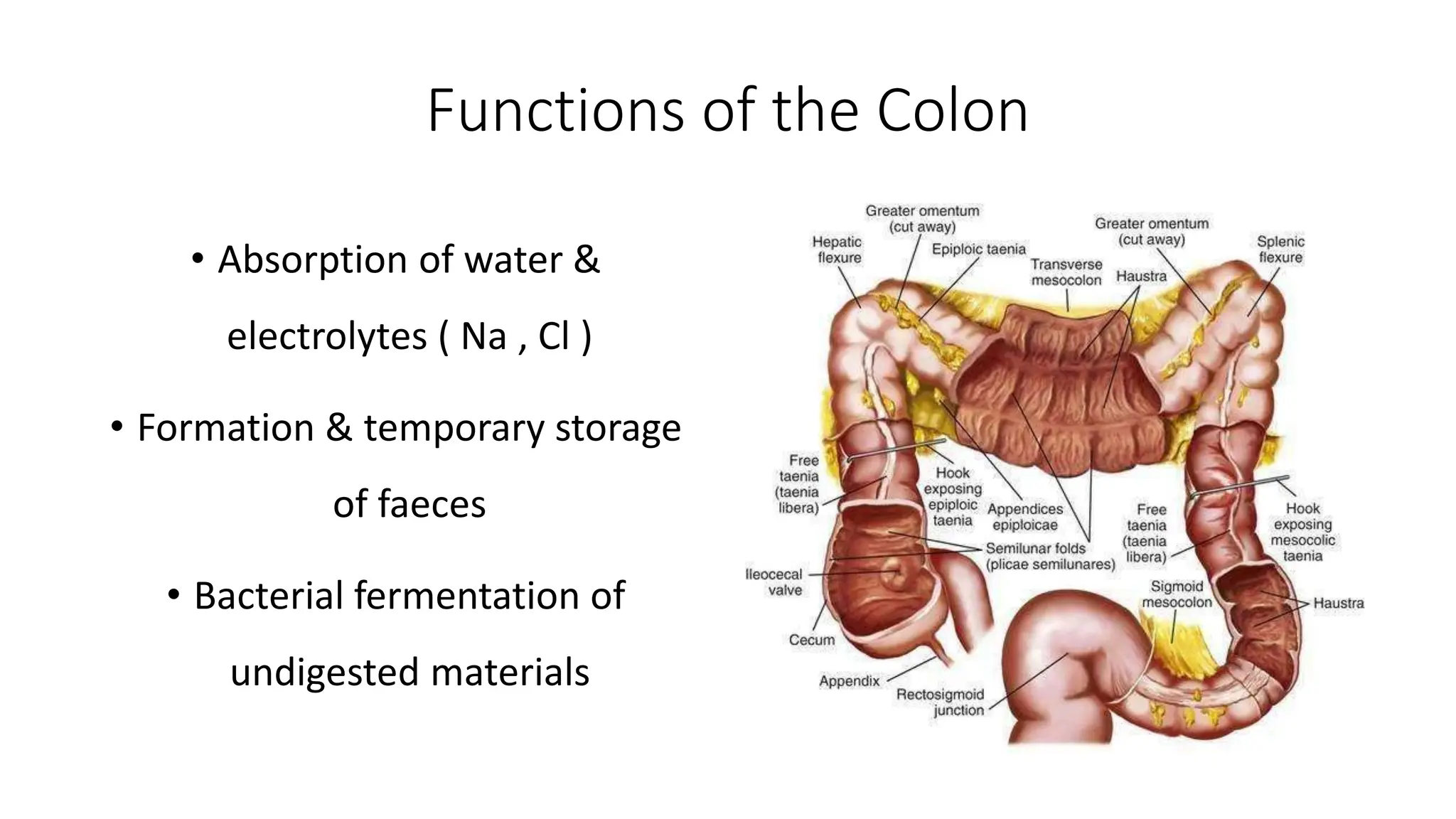 Updates in Coloproctology & colorectal surgery | PPTX