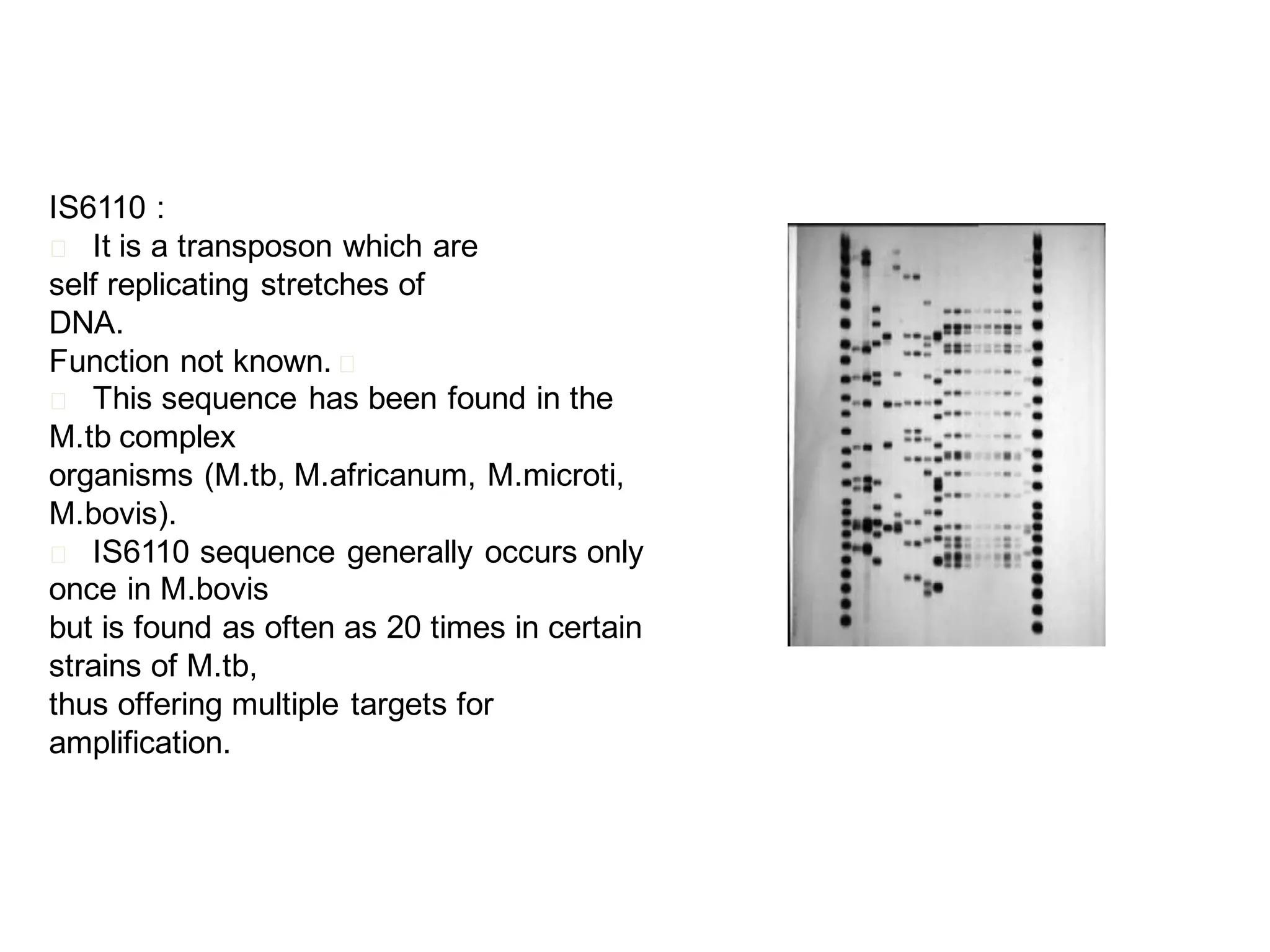 IS6110 :
􀂄 It is a transposon which are
self replicating stretches of
DNA.
Function not known. 􀂄
􀂄 This sequence has been found in the
M.tb complex
organisms (M.tb, M.africanum, M.microti,
M.bovis).
􀂄 IS6110 sequence generally occurs only
once in M.bovis
but is found as often as 20 times in certain
strains of M.tb,
thus offering multiple targets for
amplification.

 