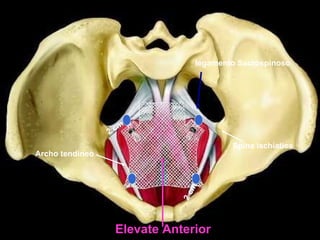 legamento Sacrospinoso Elevate Anterior Spina ischiatica Archo tendineo 2 cm 2 cm 