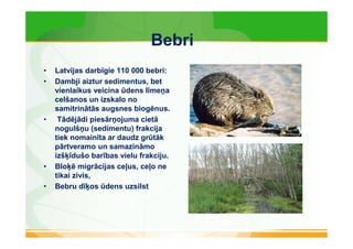 Bebri 
• Latvijas darbīgie 110 000 bebri: 
• Dambji aiztur sedimentus, bet 
vienlaikus veicina ūdens līmeņa 
celšanos un izskalo no 
samitrinātās augsnes biogēnus. 
• Tādējādi piesārņojuma cietā 
nogulšņu (sedimentu) frakcija 
tiek nomainīta ar daudz grūtāk 
pārtveramo un samazināmo 
izšķīdušo barības vielu frakciju. 
• Bloķē migrācijas ceļus, ceļo ne 
tikai zivis, 
• Bebru dīķos ūdens uzsilst 
 