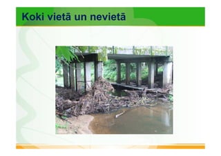 Koki vietā un nevietā 
 