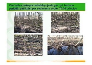 Vienlaidus nekopta baltalkšņu josla gar upi bezlapu 
periodā pati kļūst par sedimentu avotu. 70:30 princips 
 