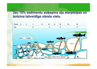 Jau 15% sedimentu aizķepina oļu starptelpas un 
iznīcina lašveidīgo nārsta vietu 
 