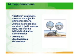 Akmeņu fenomens 
• “Biofilma” uz akmens 
virsmas darbojas kā 
attīrīšanas iekārta 
• Akmeņi kā mehāniskie 
aeratori, it īpaši vasaras 
laikā, kad ir zema 
izšķīdušā skābekļa 
koncentrācija 
• Akmeņi kā 
daudzveidīgas 
dzīvesvietas 
 