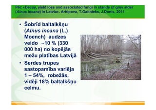 Pēc «Decay, yield loss and associated fungi in stands of grey alder 
(Alnus incana) in Latvia». Arhipova, T.Gaitnieks, J.Donis, 2011 
• Šobrīd baltalkšņu 
(Alnus incana (L.) 
Moench) audzes 
veido ∼10 % (330 
000 ha) no kopējās 
mežu platības Latvijā 
• Serdes trupes 
sastopamība variēja 
1 – 54%, robežās, 
vidēji 18% baltalkšņu 
celmu. 
 