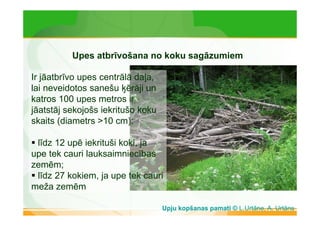Upes atbrīvošana no koku sagāzumiem 
Ir jāatbrīvo upes centrālā daļa, 
lai neveidotos sanešu ķērāji un 
katros 100 upes metros ir 
jāatstāj sekojošs iekritušo koku 
skaits (diametrs >10 cm): 
 līdz 12 upē iekrituši koki, ja 
upe tek cauri lauksaimniecības 
zemēm; 
 līdz 27 kokiem, ja upe tek cauri 
meža zemēm 
Upju kopšanas pamati © L.Urtāne, A. Urtāns 
 