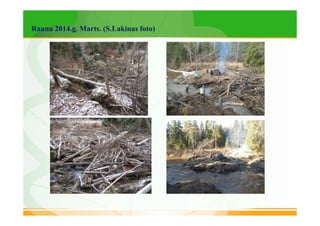 Rauna 2014.g. Marts. (S.Lakinas foto) 
 