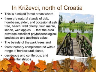 In Križevci, north of Croatia
• This is a mixed forest areas where
• there are natural stands of oak,
hornbeam, alder, and...