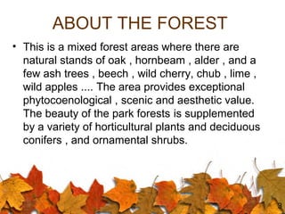 ABOUT THE FOREST
• This is a mixed forest areas where there are
natural stands of oak , hornbeam , alder , and a
few ash t...