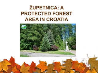 ŽUPETNICA: A
PROTECTED FOREST
AREA IN CROATIA

.

 