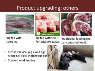 Upgrading in smallholder pig value chain in Vietnam