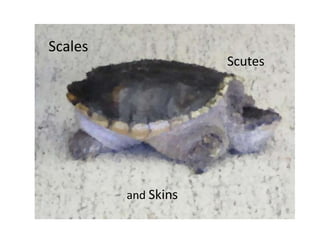Scales
                     Scutes




         and Skins
 