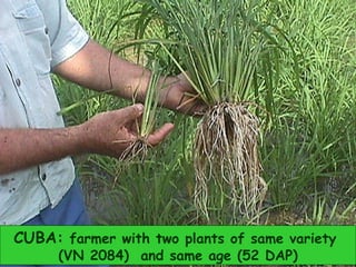 The System of Rice Intensification (SRI)