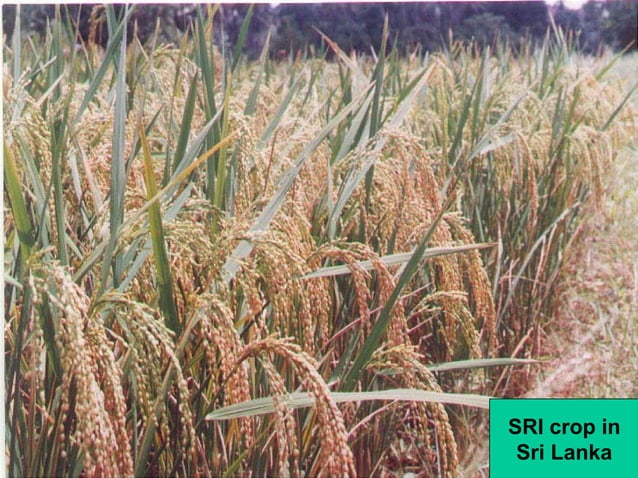 System of Rice Intensification