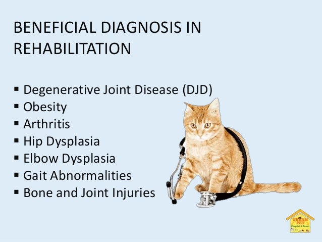 Wellbeing of the pet | PPTX