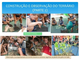 CONSTRUÇÃO E OBSERVAÇÃO DO TERRÁRIO
(PARTE 2)
Montando o terrário.
Observação e acompanhamento do terrário durante as semanas seguintes ao plantio dos grãos de feijão
 