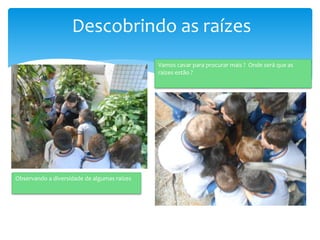 Descobrindo as raízes
Observando a diversidade de algumas raízes
Vamos cavar para procurar mais ? Onde será que as
raízes estão ?
 