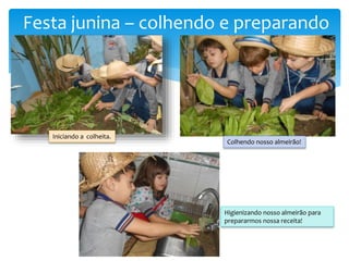 Festa junina – colhendo e preparando
Iniciando a colheita.
Colhendo nosso almeirão!
Higienizando nosso almeirão para
prepararmos nossa receita!
 