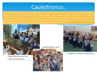 Caule/tronco.
Após nossas observações dos diferentes tipos, texturas, cheiro e tamanho dos caules das árvores da escola,
fomos até a horta para colhermos, com a ajuda do Pepe, uma espécie comestível muito saborosa: a Cana de
açúcar! As crianças conheciam o caldo de cana, e quando souberam que iríamos experimentar ficaram muito
entusiasmadas! Essa vivência foi muito rica, pois ajudaram a colher, carregaram, aprenderam a chupar a cana e a
grande maioria adorou o sabor, repetindo várias vezes, querendo mais e mais !
Aprendendo um pouco mais
sobre a cana-de-açúcar.
Experimentando a cana.
Carregando a cana para o Pepe cortar.
 