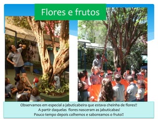 Flores e frutos
Observamos em especial a jabuticabeira que estava cheinha de flores!!
A partir daquelas flores nasceram as jabuticabas!
Pouco tempo depois colhemos e saboreamos o fruto!!
 