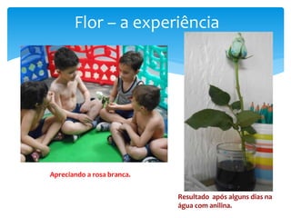 Flor – a experiência
Apreciando a rosa branca.
Resultado após alguns dias na
água com anilina.
 
