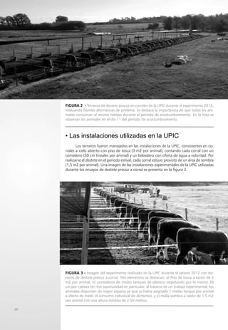 FIGURA 3 - Imagen del experimento realizado en la UPIC durante el verano 2012 con ter-
neros de destete precoz a corral. Tres elementos se destacan: a) Piso de tosca a razón de 3
m2 por animal, b) comederos de medio tanques de plástico respetando por lo menos 30
cm por cabeza (en esa oportunidad en particular, al tratarse de un trabajo experimental, los
animales disponían de mayor espacio ya que se había asignado 1 medio tanque por animal
a efecto de medir el consumo individual de alimento), y c) malla sombra a razón de 1,5 m2
por animal con una altura mínima de 2,50 metros.
1
20
• Las instalaciones utilizadas en la UPIC
Los terneros fueron manejados en las instalaciones de la UPIC, consistentes en co-
rrales a cielo abierto con piso de tosca (3 m2 por animal), contando cada corral con un
comedero (30 cm lineales por animal) y un bebedero con oferta de agua a voluntad. Por
realizarse el destete en el periodo estival, cada corral estuvo provisto de un área de sombra
(1,5 m2 por animal). Una imagen de las instalaciones experimentales de la UPIC utilizadas
durante los ensayos de destete precoz a corral se presenta en la figura 3.
FIGURA 2 - Terneros de destete precoz en corrales de la UPIC durante el experimento 2012,
evaluando fuentes alternativas de proteína. Se destaca la importancia de que todos los ani-
males consuman al mismo tiempo durante el período de acostumbramiento. En la foto se
observan los animales en el día 11 del período de acostumbramiento.
 