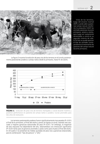 35
La figura 2 muestra la evolución de peso vivo de los terneros en el corral y posterior-
mente pastoreando pradera o campo nativo desde la primavera, hasta fin de otoño.
Figura 2. Evolución de peso vivo de terneros manejados a corral durante invierno y
posterior performance en pastoreo de campo nativo o pradera. Curvas promedio para
dos años de evaluación.
Los terneros pastoreando praderas fueron significativamente mas pesados (P<0.01)
al final de la primavera, al final del otoño y previo al ingreso al corral, estando esto aso-
ciado a mayores ganancias estacionales de peso (P<0.01). Sin embargo, la magnitud
de esta respuesta fue dependiente del año, observándose una interacción significativa
(P<0.01) tanto para al ganancia promedio a pasto como para el peso al final del otoño.
En el Cuadro 3 se presentan las medias ajustadas de peso vivo y ganancias estacionales,
para la combinación “tipo de pastura” x “año”.
Vista de los terneros,
luego del encierre invernal
(ADT), cuando salen a pasto-
rear campo natural. Confor-
me la propuesta ICACÉ los
animales pastorean durante
primavera, verano y otoño,
para luego ser nuevamente
alimentados a corral en su
segundo invierno de vida.
En la foto se puede apreciar
el lote de animales corres-
pondiente al tratamiento de
pastoreo del campo natural
durante primavera.
SISTEMA ADT 2
 
