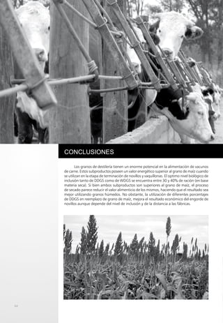 60
4
CONCLUSIONES
Los granos de destilería tienen un enorme potencial en la alimentación de vacunos
de carne. Estos subproductos poseen un valor energético superior al grano de maíz cuando
se utilizan en la etapa de terminación de novillos y vaquillonas. El optimo nivel biológico de
inclusión tanto de DDGS como de WDGS se encuentra entre 30 y 40% de ración (en base
materia seca). Si bien ambos subproductos son superiores al grano de maíz, el proceso
de secado parece reducir el valor alimenticio de los mismos, haciendo que el resultado sea
mejor utilizando granos húmedos. No obstante, la utilización de diferentes porcentajes
de DDGS en reemplazo de grano de maíz, mejora el resultado económico del engorde de
novillos aunque depende del nivel de inclusión y de la distancia a las fábricas.
64
 