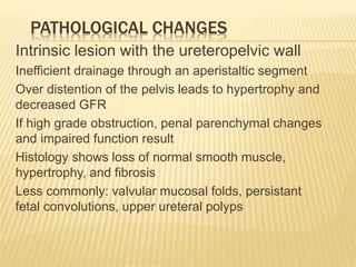 PATHOLOGICAL CHANGES
Intrinsic lesion with the ureteropelvic wall
Inefficient drainage through an aperistaltic segment
Over distention of the pelvis leads to hypertrophy and
decreased GFR
If high grade obstruction, penal parenchymal changes
and impaired function result
Histology shows loss of normal smooth muscle,
hypertrophy, and fibrosis
Less commonly: valvular mucosal folds, persistant
fetal convolutions, upper ureteral polyps
 