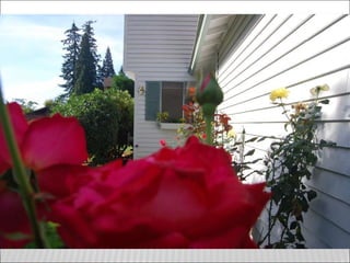 The yard is partly fenced.