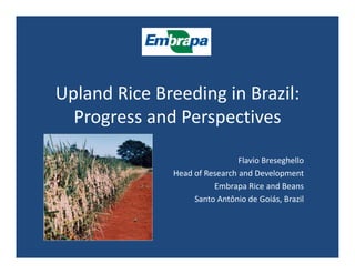 Upland Rice Breeding in Brazil: 
  Progress and Perspectives

                                Flavio Breseghello
               Head of Research and Development
                         Embrapa Rice and
                         Embrapa Rice and Beans
                    Santo Antônio de Goiás, Brazil
 