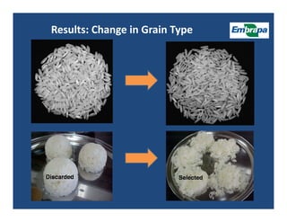 Upland rice breeding_brazil
