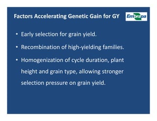 Upland rice breeding_brazil