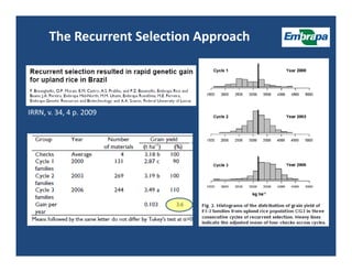 Upland rice breeding_brazil