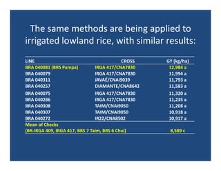 Upland rice breeding_brazil