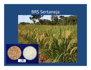 Upland rice breeding_brazil