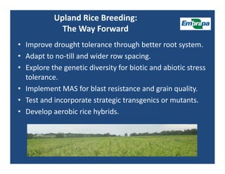 Upland rice breeding_brazil