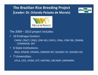 Upland rice breeding_brazil