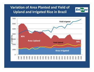 Upland rice breeding_brazil