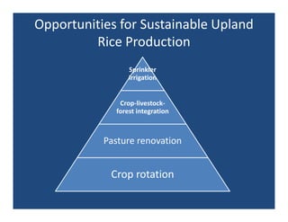 Upland rice breeding_brazil
