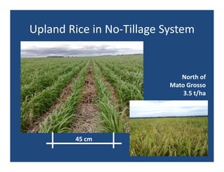 Upland rice breeding_brazil