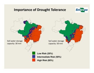 Upland rice breeding_brazil