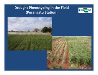 Upland rice breeding_brazil