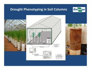 Upland rice breeding_brazil